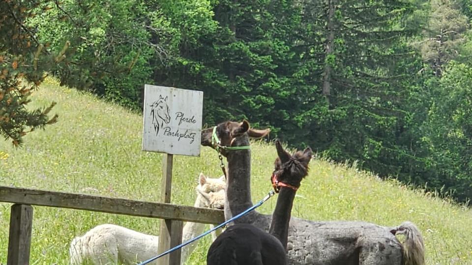 Birgit Simone Fitsch - First Level Support