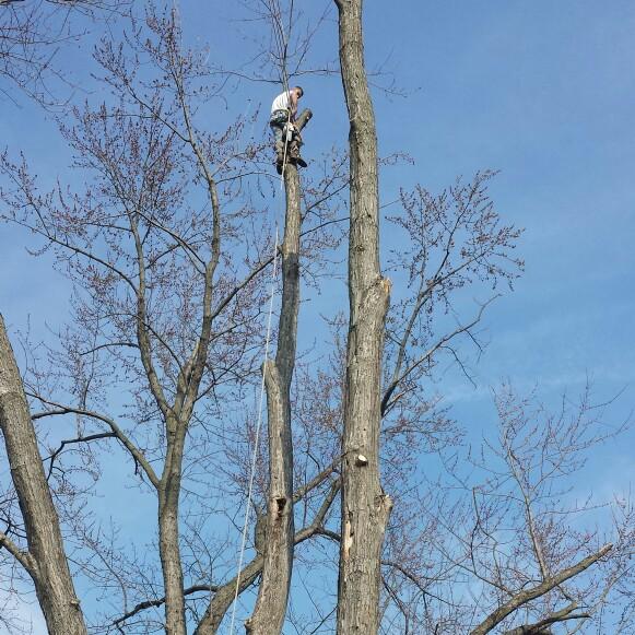 Ed's Tree Service