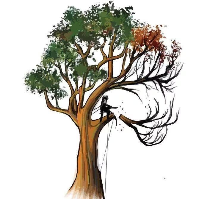 Climb It High Tree Experts