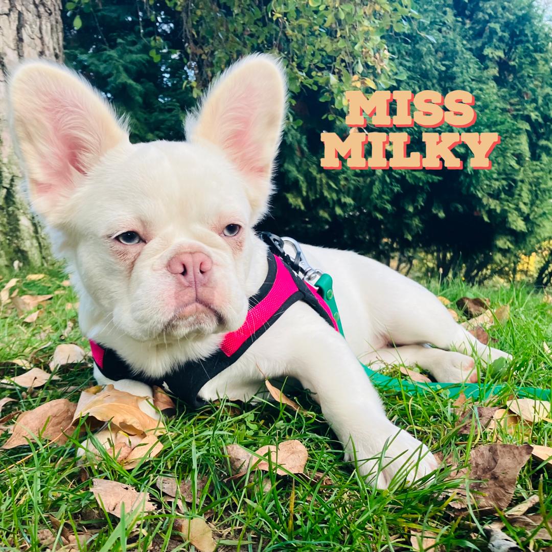 Frisky Fluffy Frenchies