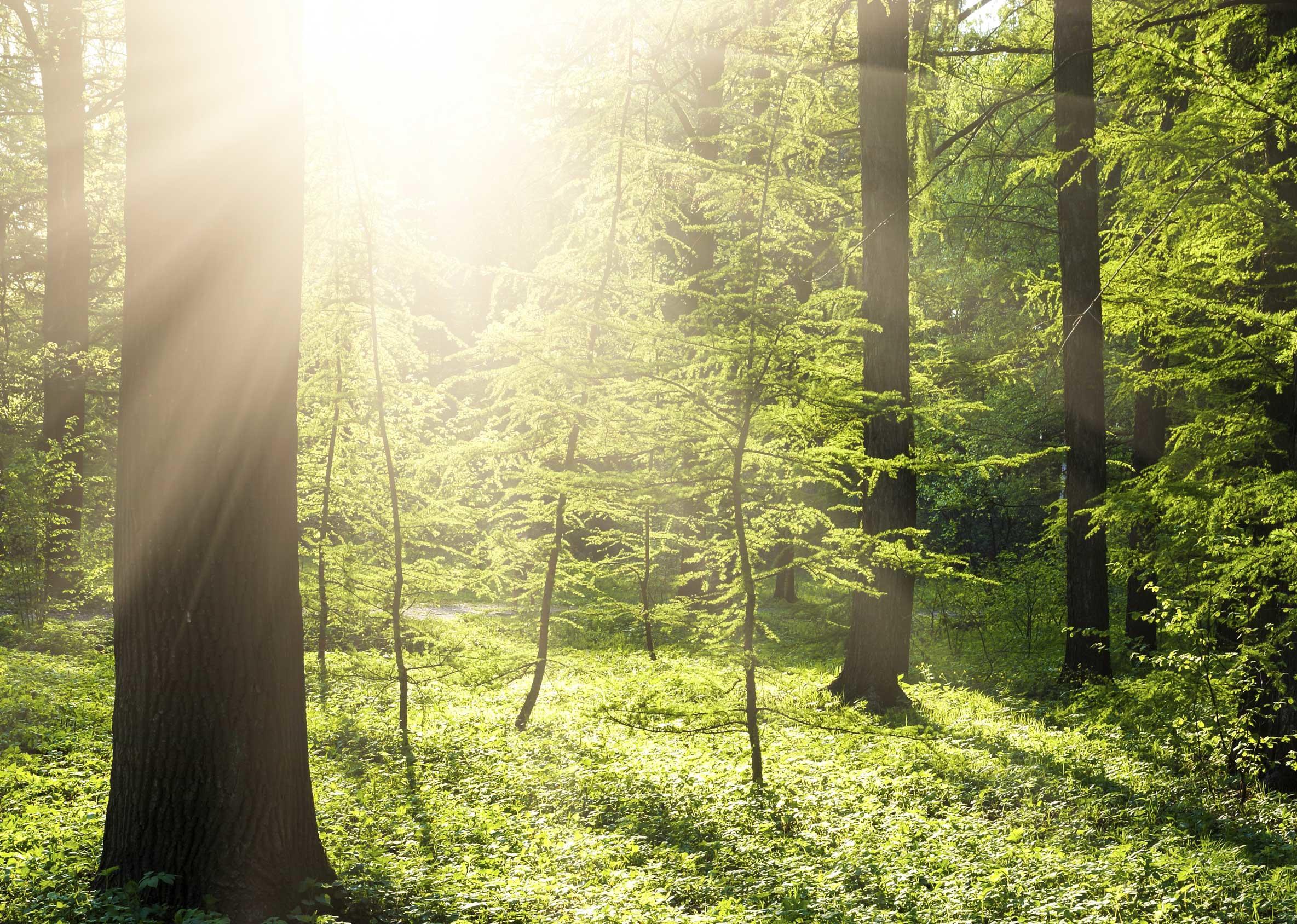 Tony J. Bricker Tree Service