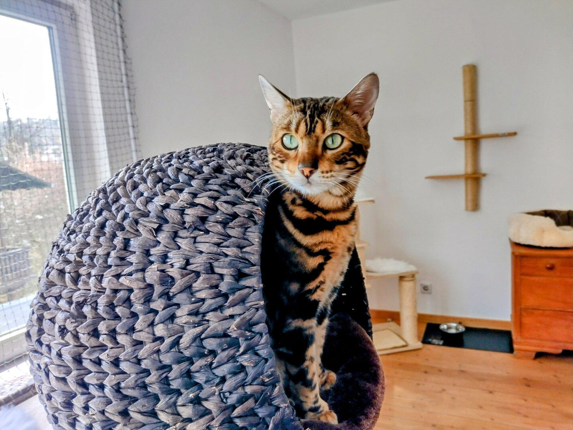 Hunde & Katzenhotel Susi & Strolch