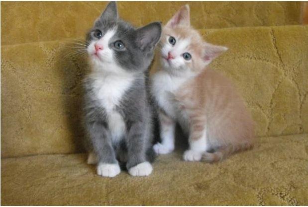 Lake Forest Animal Hospital