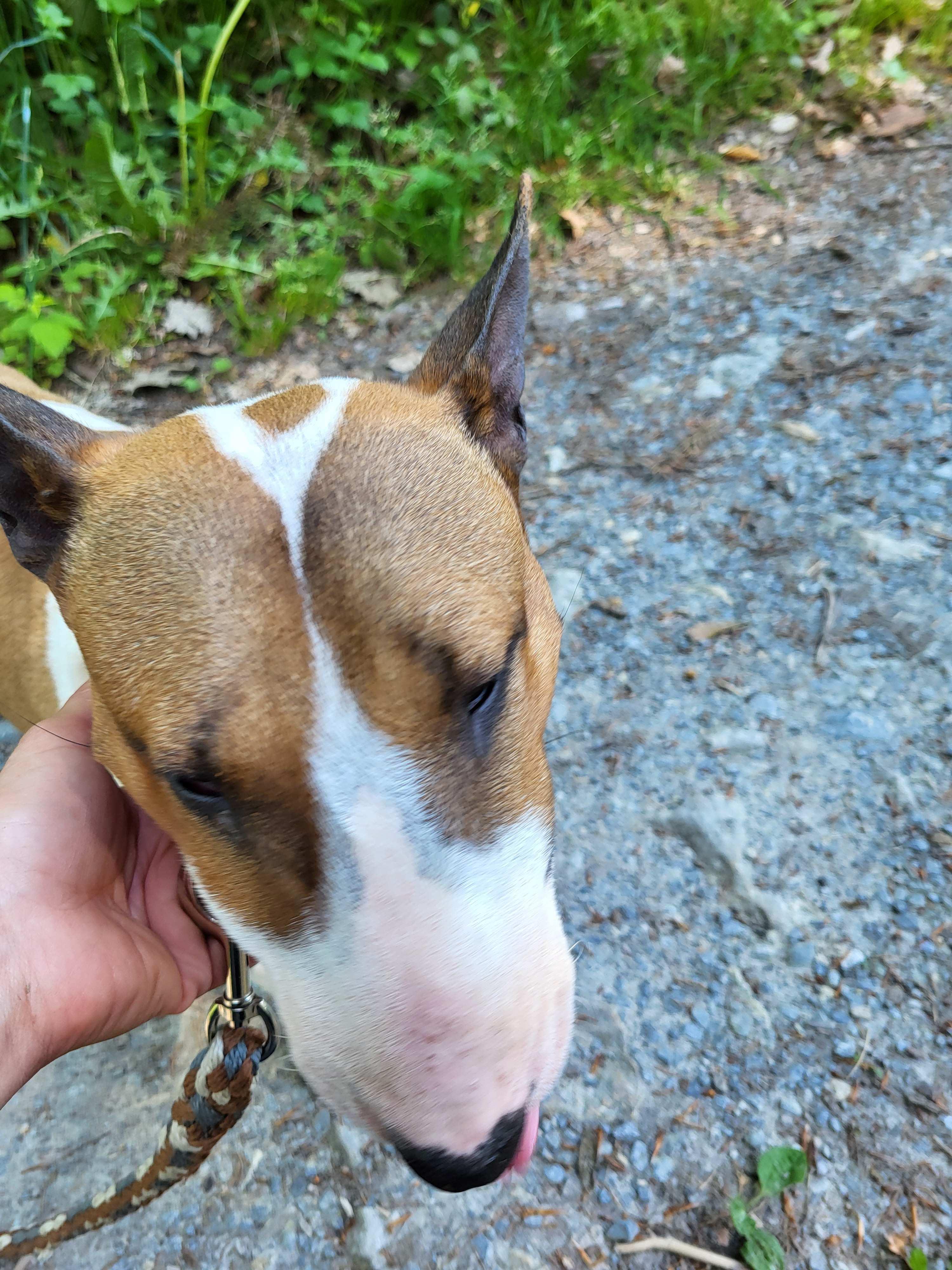 Hundeschule Martin Rütter Göppingen-Heidenheim