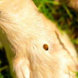 Hundeschule dogsandyou