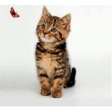 Blackhills Boarding Cattery