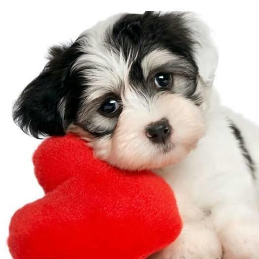 A Dog's Life and Kitty Too