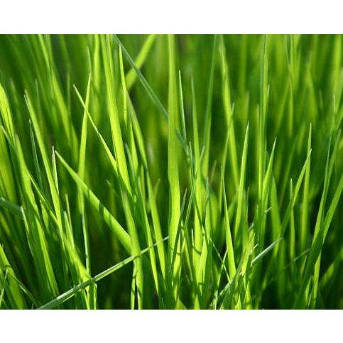 Říhová Milena - Sekání Trávy