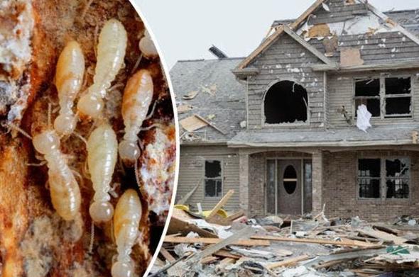 Peartree Construction and Termite Control