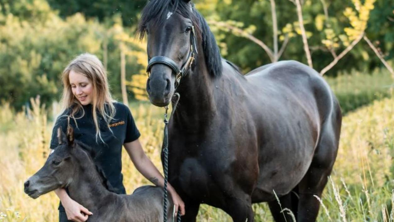 JK Sportpferde Pferdezucht Akupunktur Coaching mit Pferden