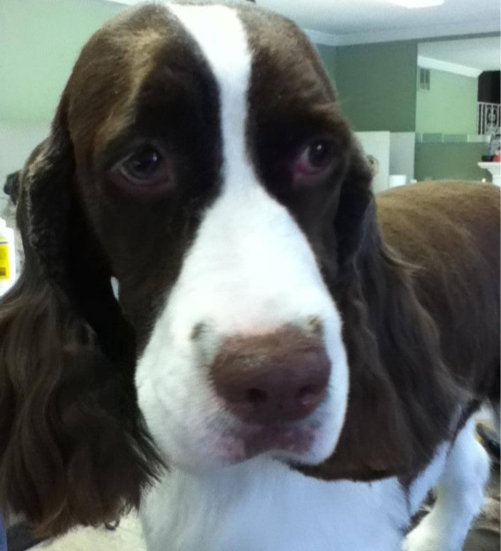 The Dog's Den Grooming