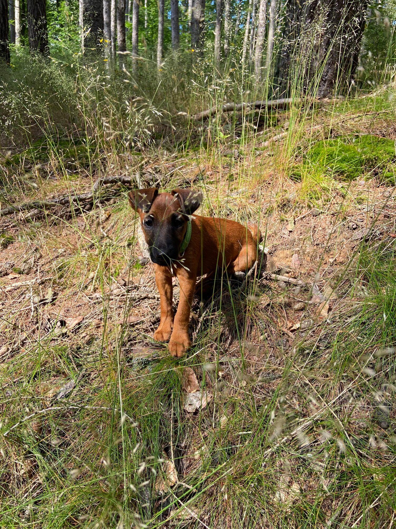 Zwinger-von-den-Harzklippen Westfalenterrier Jagdhunde Zucht Züchter