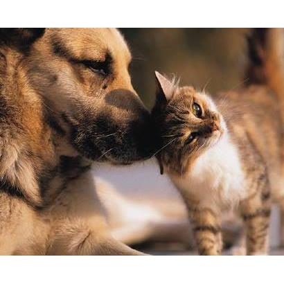 Albany County Veterinary Hospital