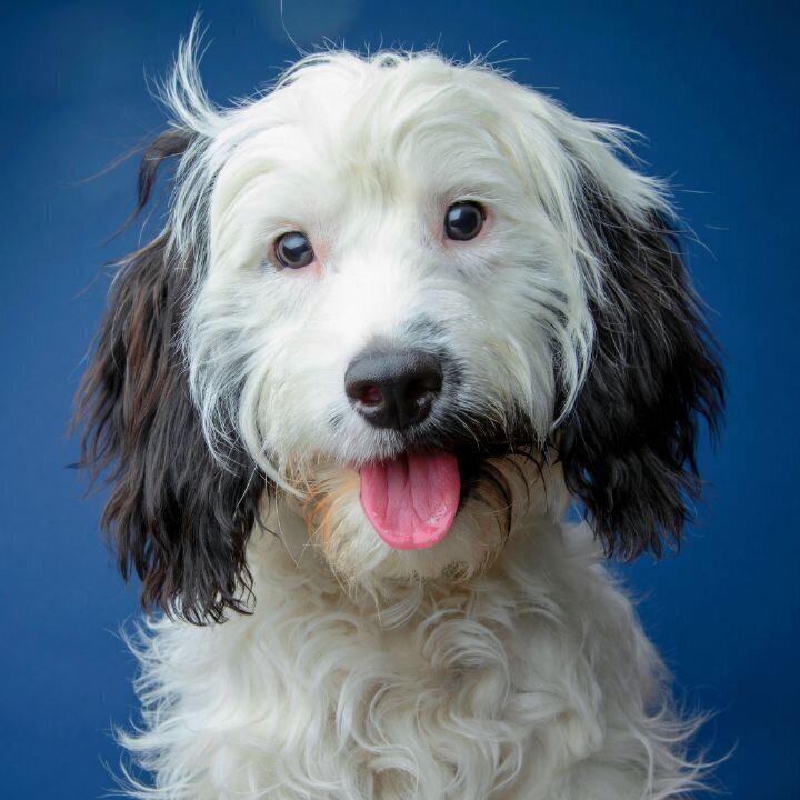 Smart Dog Training, Camberley, UK