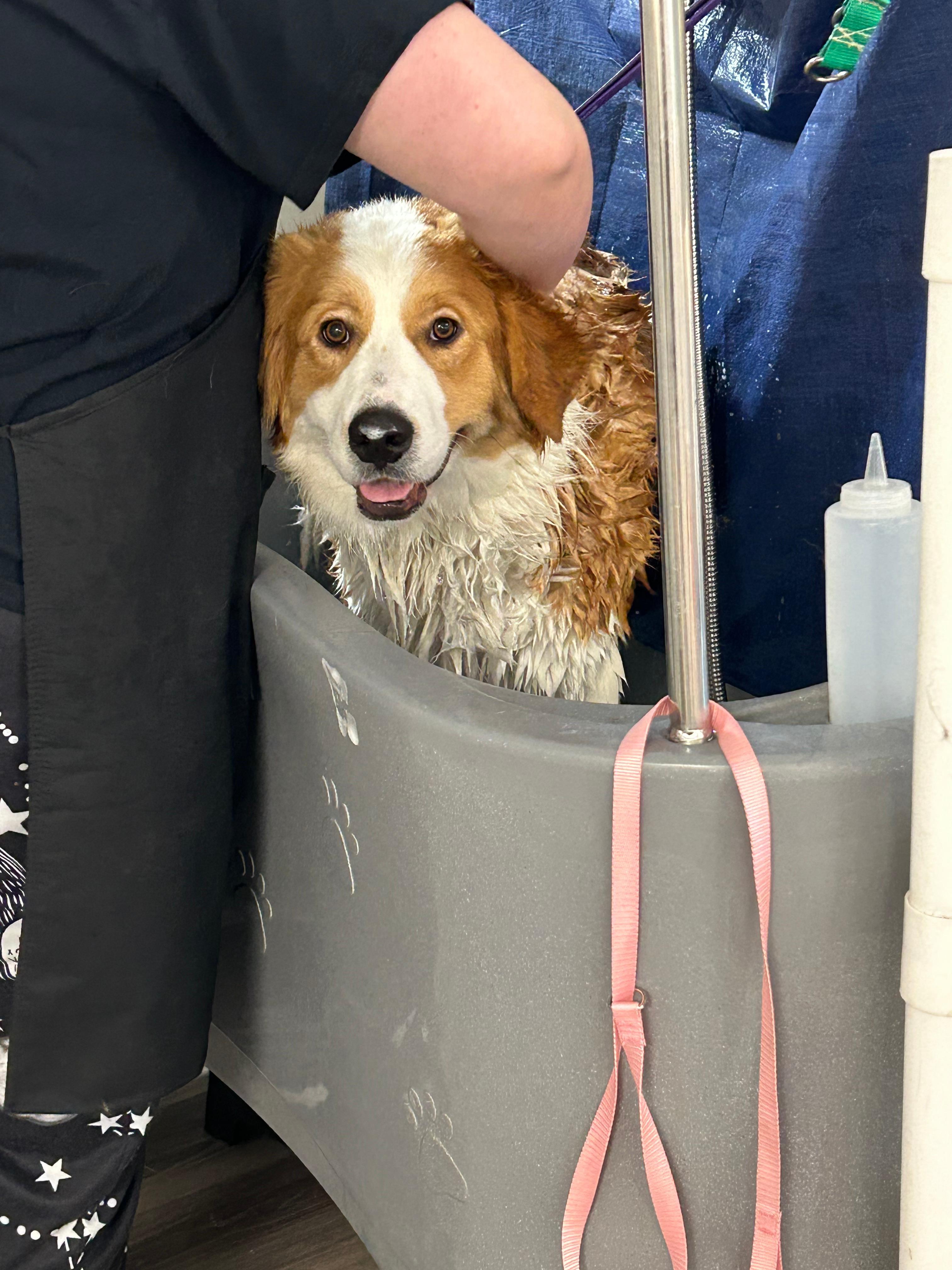 Ash's Little Shop of Howlers