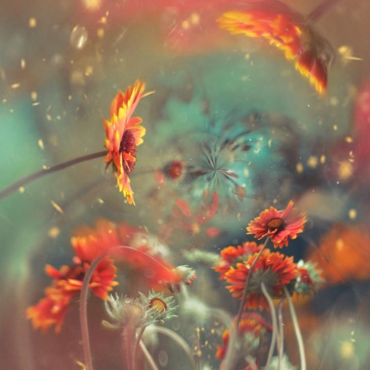 Privatpraxis für Coaching und Psychotherapie Dr.phil. Romina Lutzebäck (Heilpraktikerin für Psychotherapie)