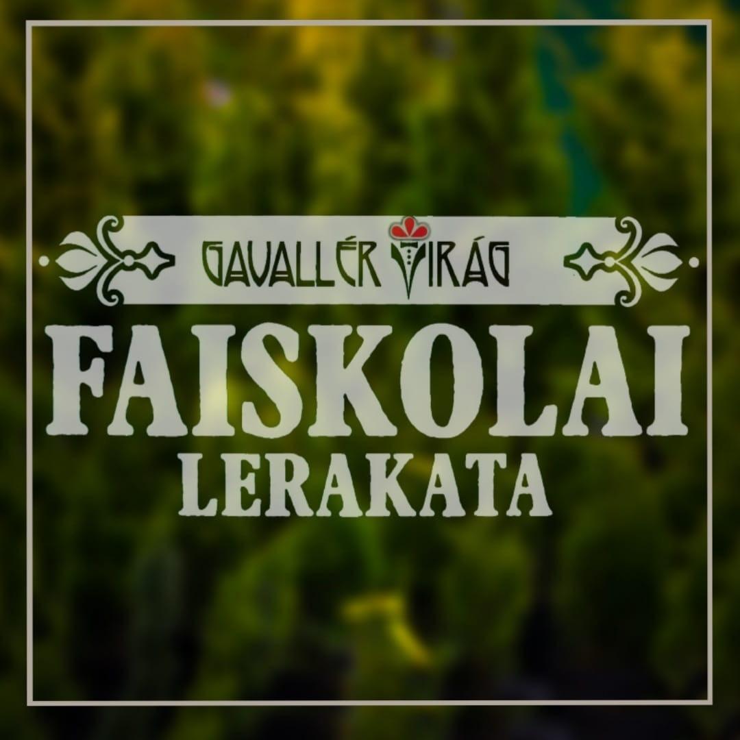 Gavallér Virág Faiskolai Lerakata és Diszkontáruház