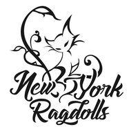 New York Ragdolls