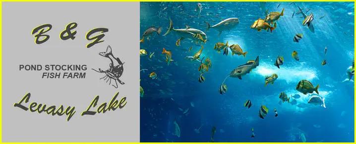 B & G Levasy Lake & Pond Stock
