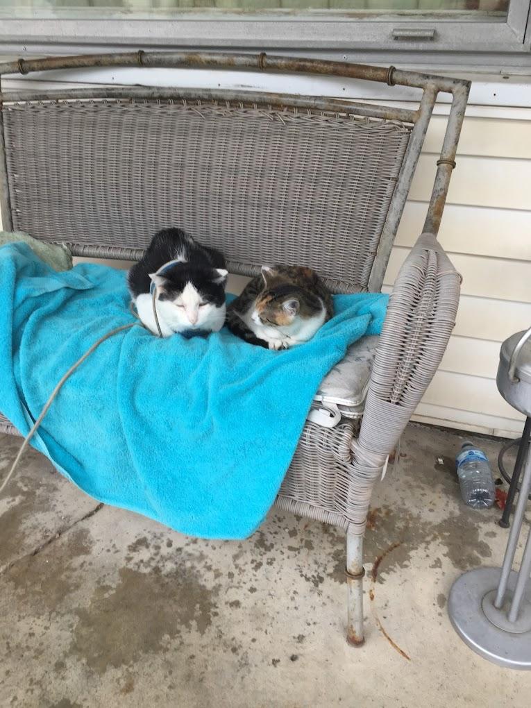 A. C. Veterinary Clinic