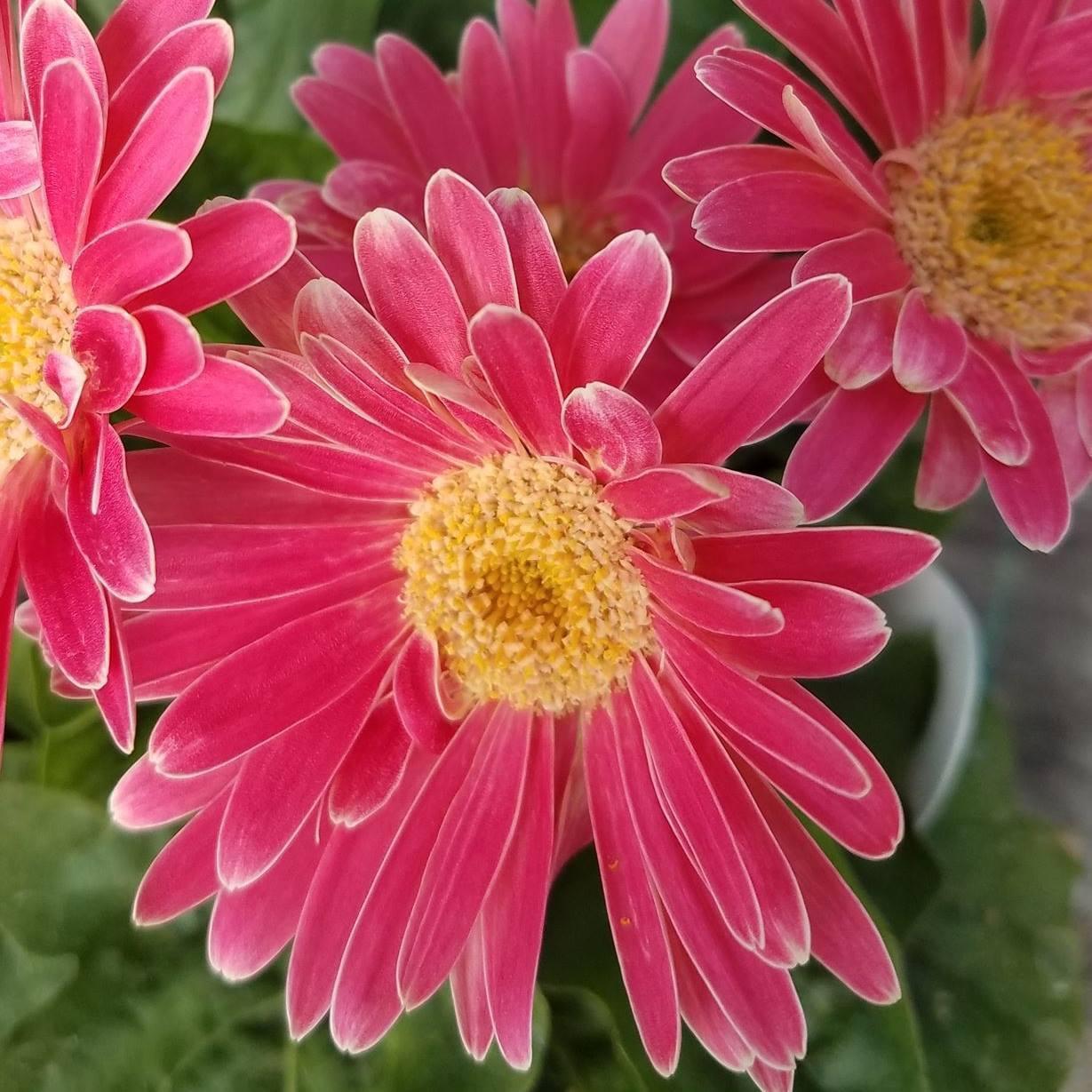 Country Gardens Garden Center