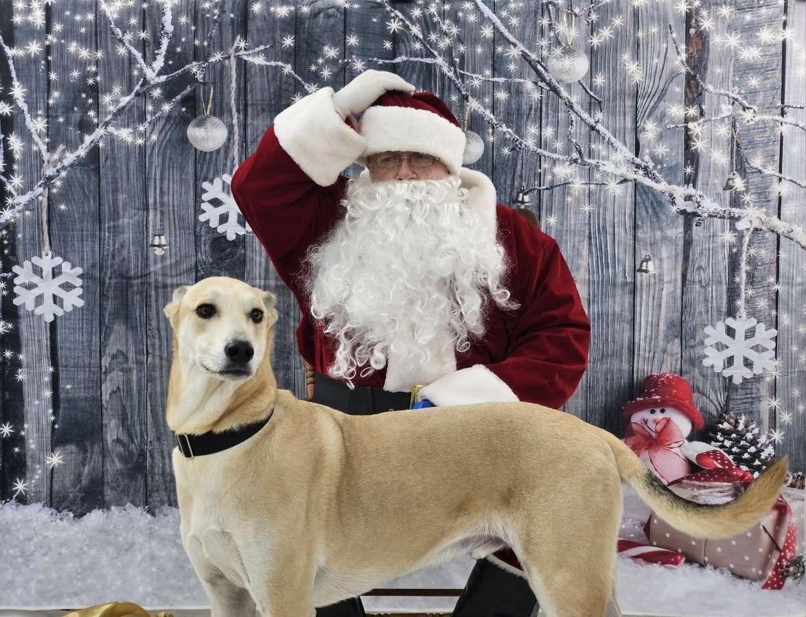 Beyond the Paw Resort & Spaw