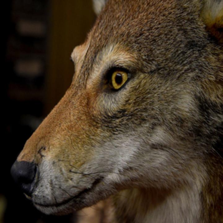 Wildlife Creations Taxidermy Studio