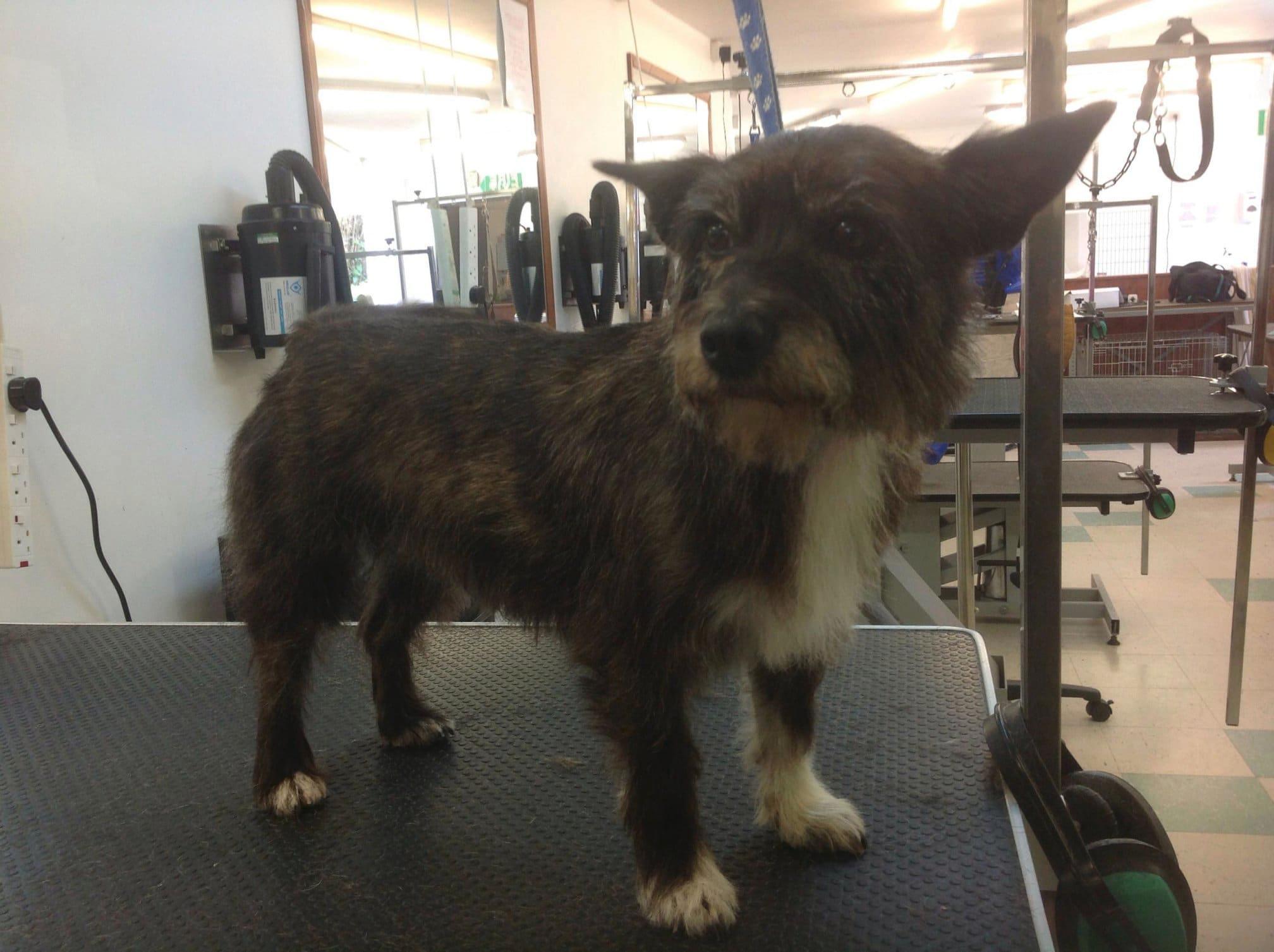 FURst Impressions Dog Grooming salon