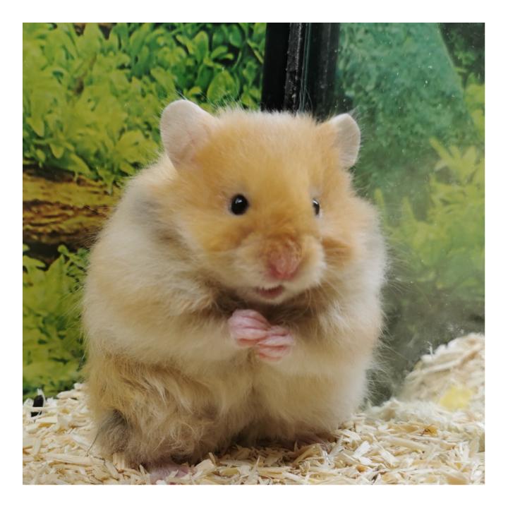 goldige Hamster nrw