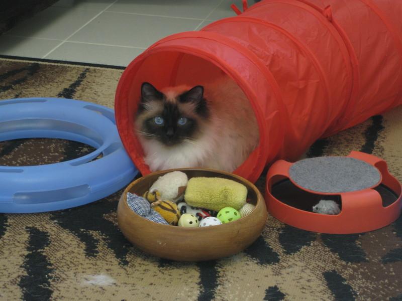 De Katten Hoeve - Exclusief Kattenhotel