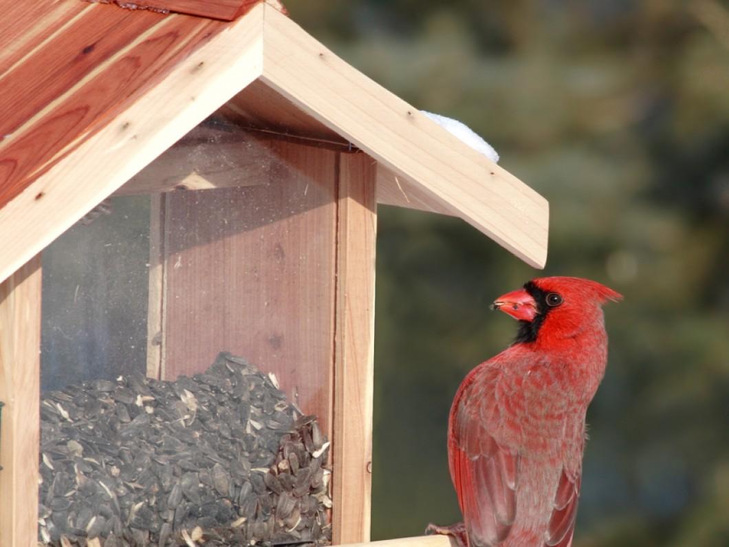 Paddingtons Seed and Feed