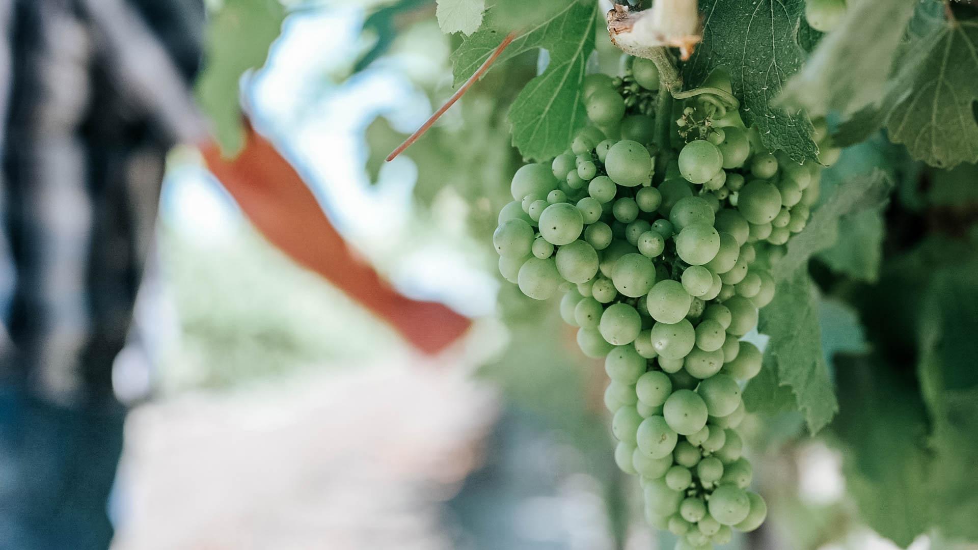 Where Food Comes From Inc