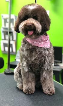 The Pampered Pet Grooming and Spa