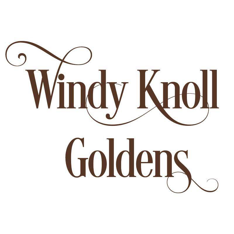 Windy Knoll Goldens