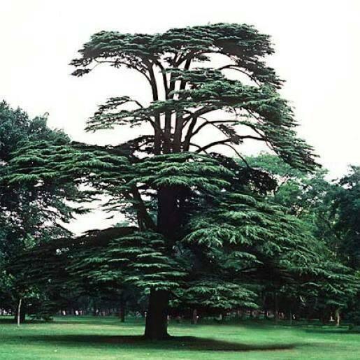 Cédrus-Kert Faiskola