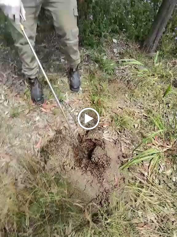 Your Local Termite and Pest Control