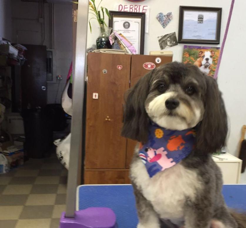 Debbie Ternan's Dog & Cat Grooming