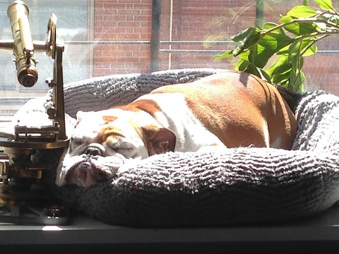 Benterprise Dog Walking LLC