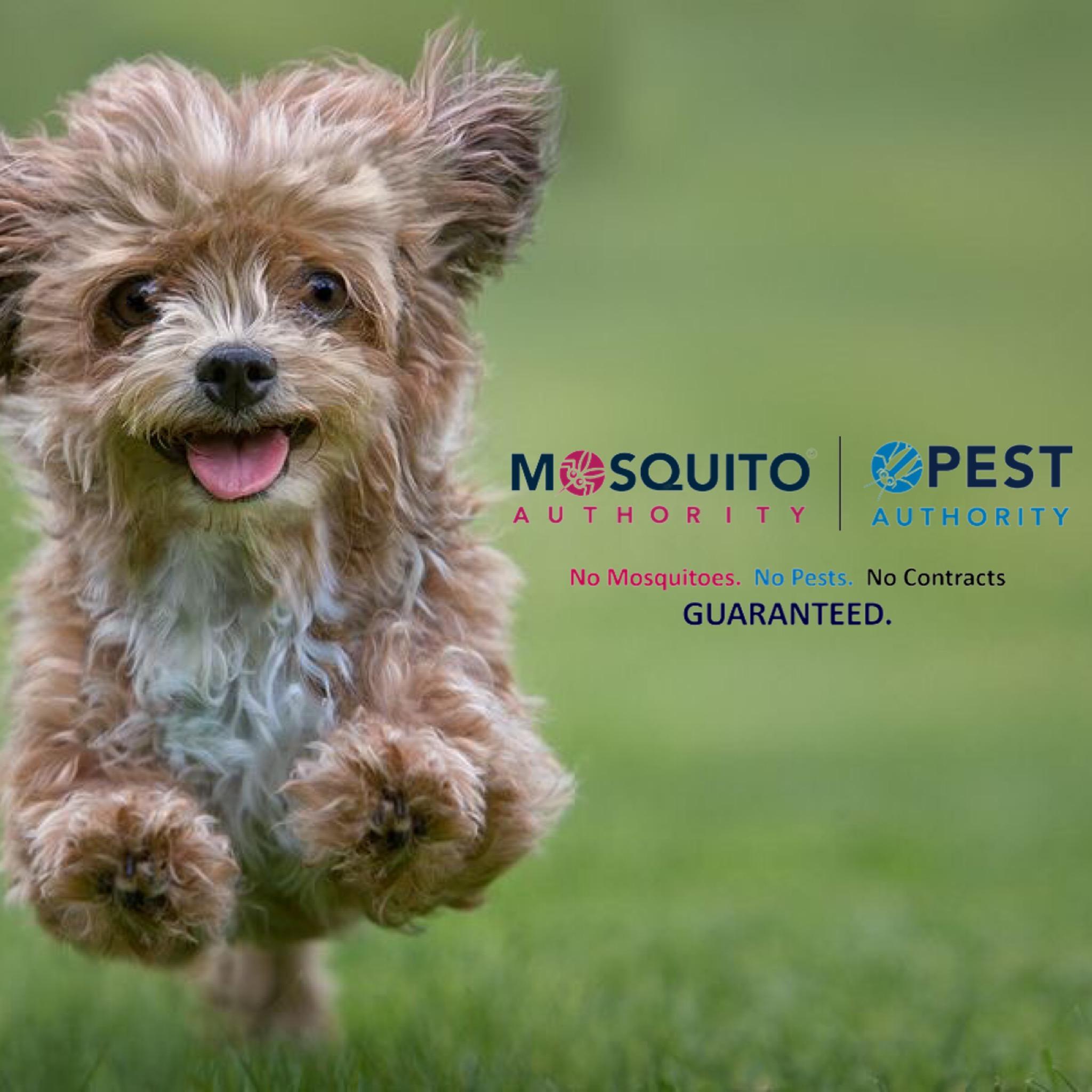 The Mosquito Authority