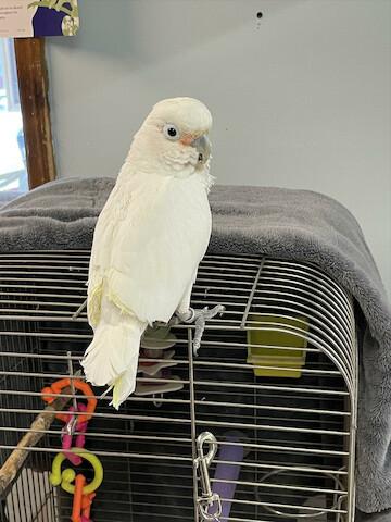 Geiger True Value Hardware