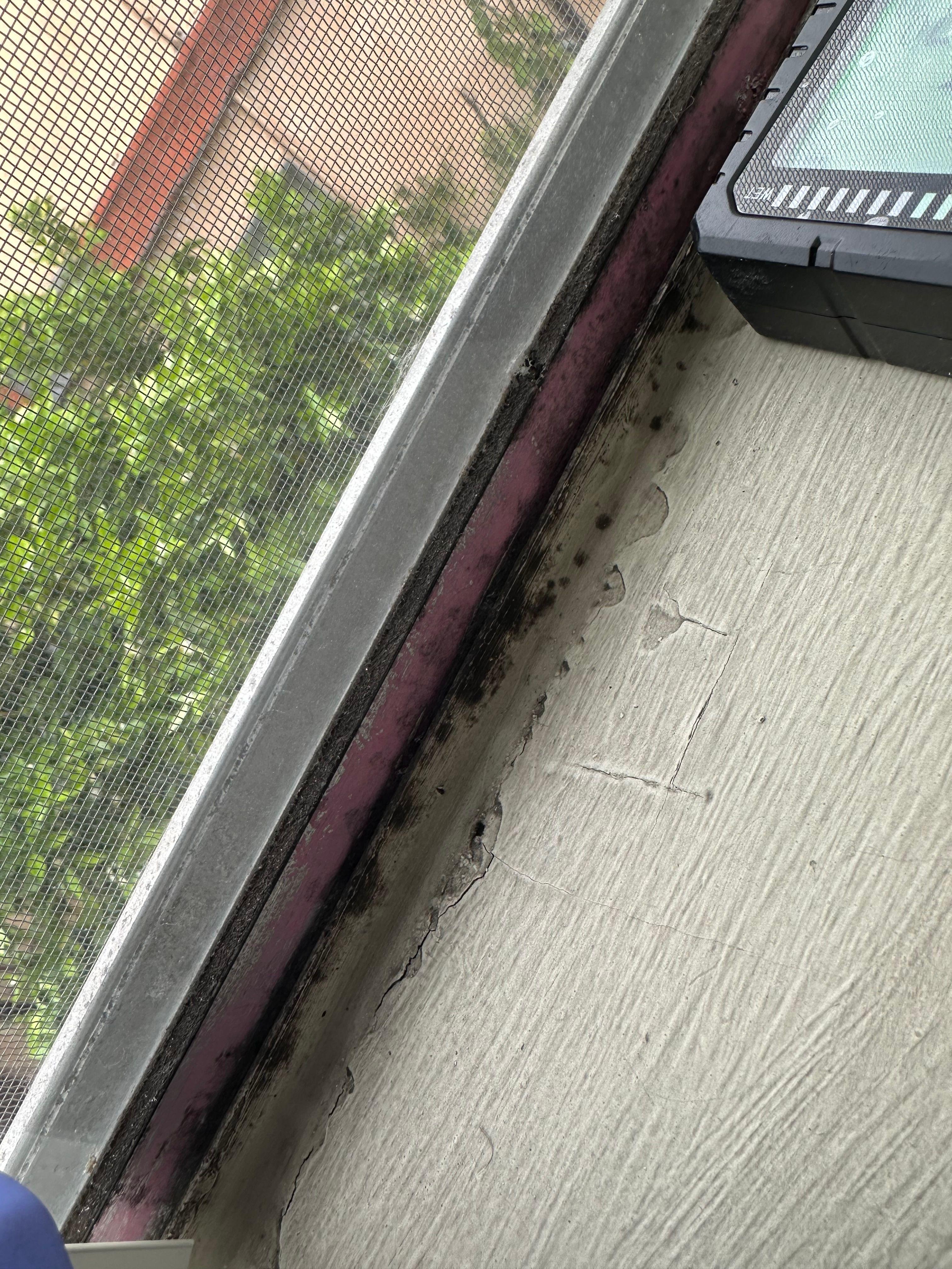 24H Mold Inspection of Los Angeles