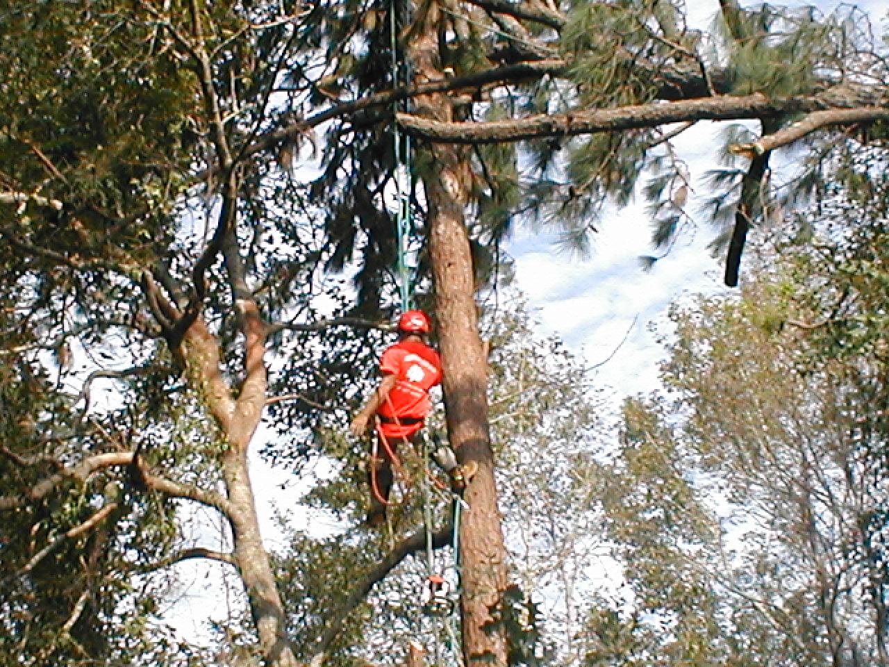 Allen Tree Service & Allen Tree Experts