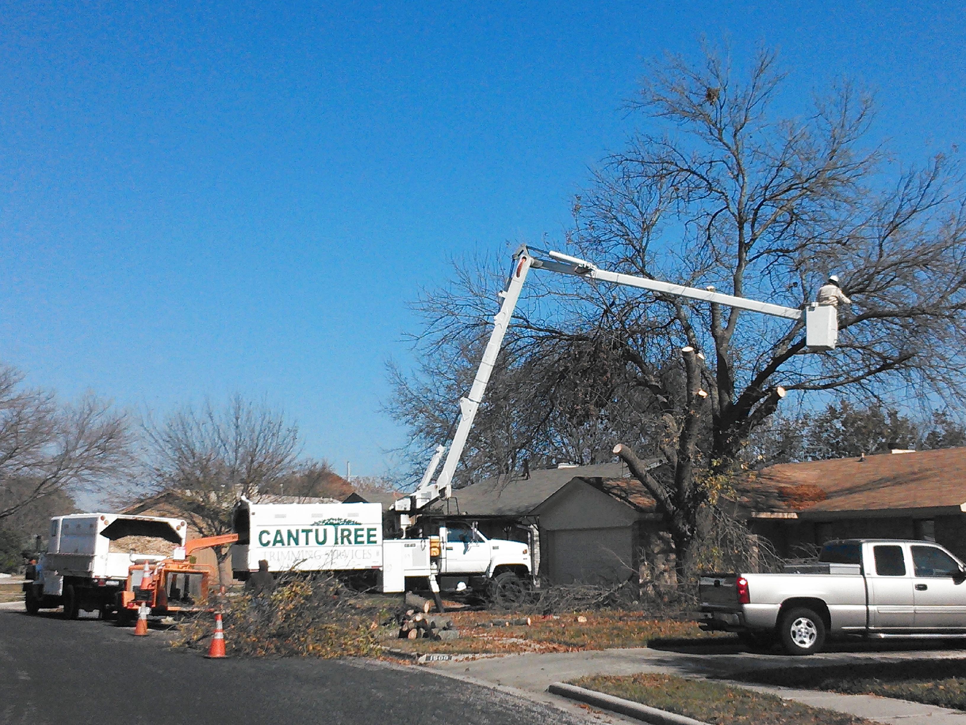 Cantu Tree Trimming Services