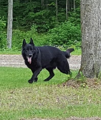 Browning Haus German Shepherds