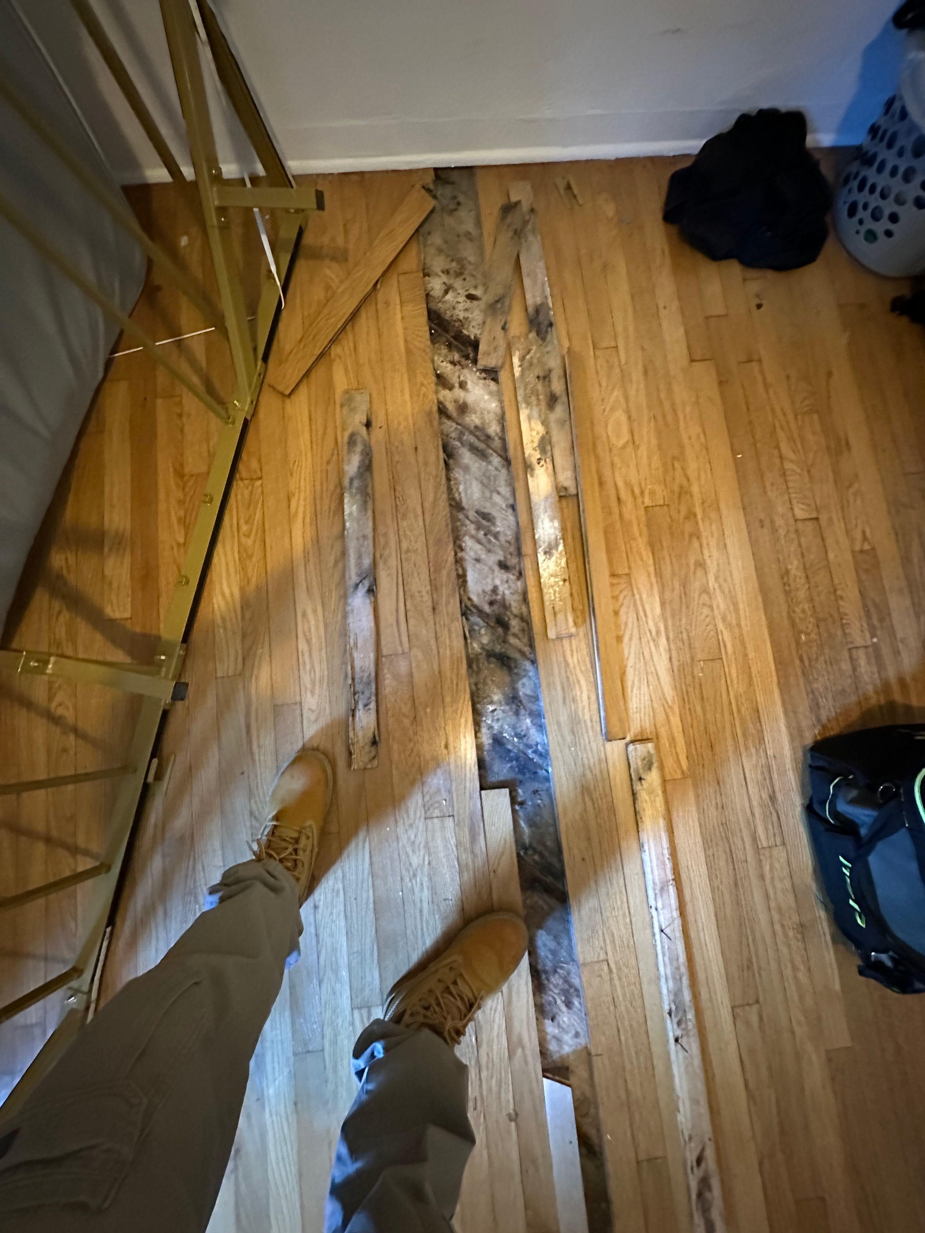 24H Mold Inspection of Santa Clarita