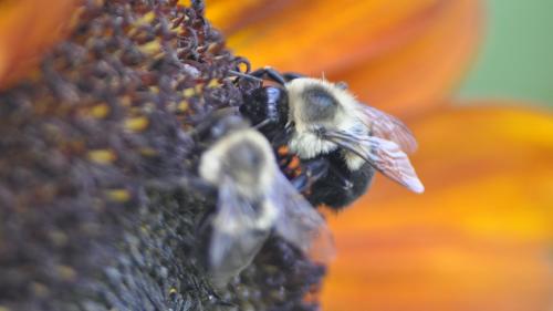 David M Parker Exterminating