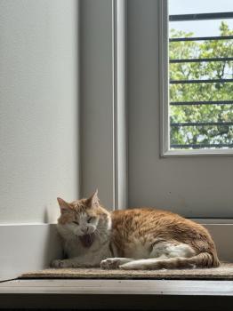 Madison Street Animal Hospital