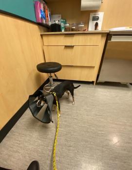 Mercer Street Veterinary Hospital