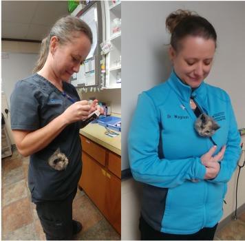 Blue Mountain Animal Clinic