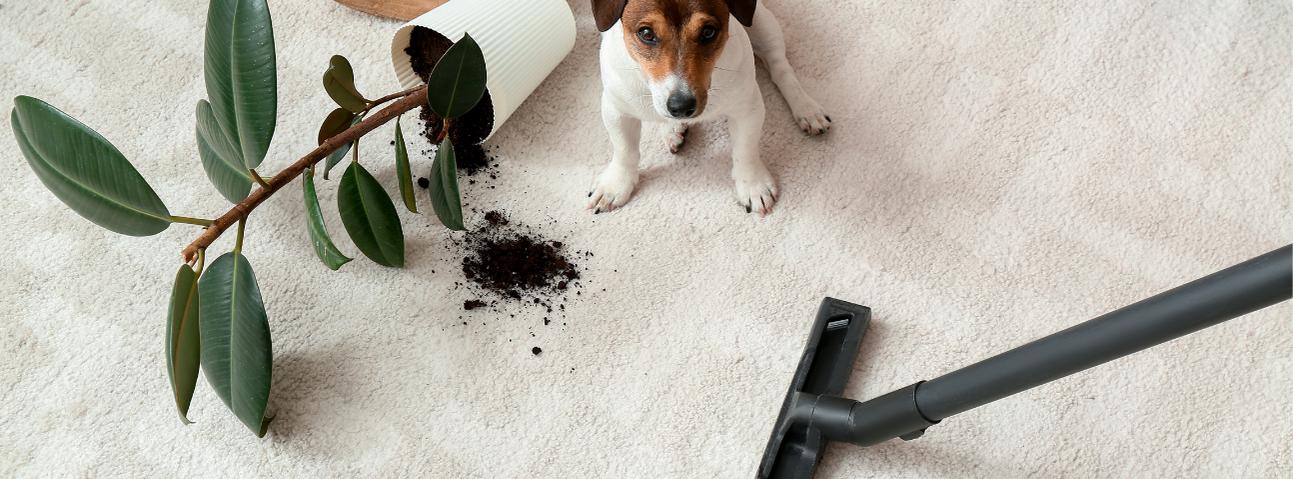 S.R. Carpet Cleaning